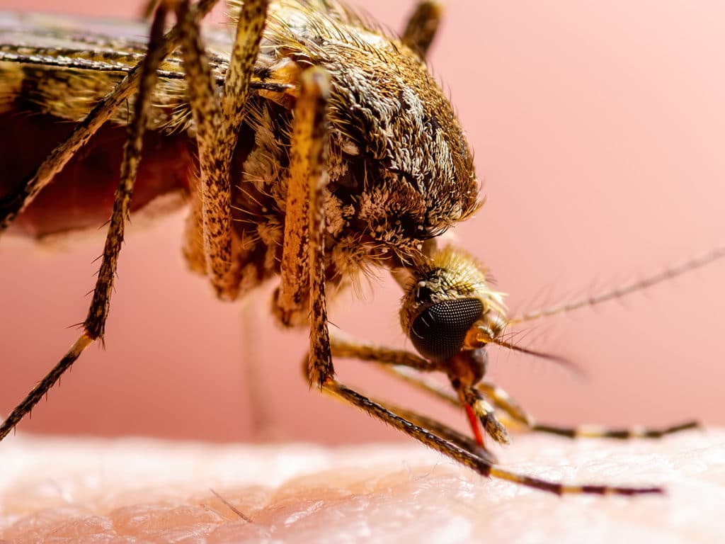 Tips for Avoiding Mosquitos