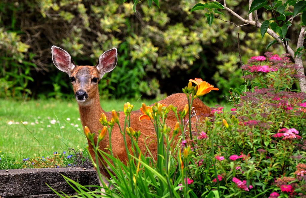 DEER AS GARDEN PESTS