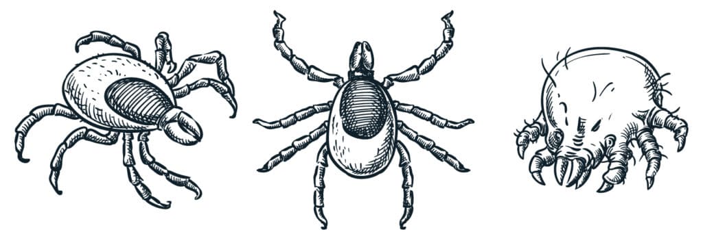 Oak and other types of outdoor mites