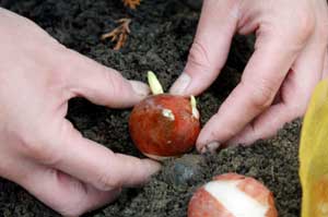 Planting flower bulbs