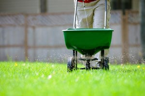 Fertilize lawn