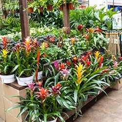 flowers plants nursery garden