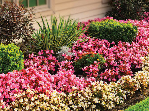 lawn garden flowers grass weeds