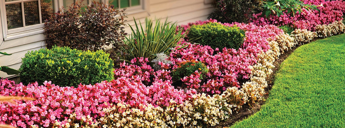 lawn garden flowers grass weeds