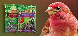 pet bird wild bird food see