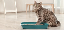 pet cat kitten litter box