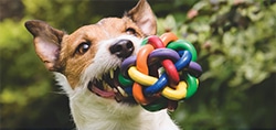 pet dog cat toys balls ropes bones