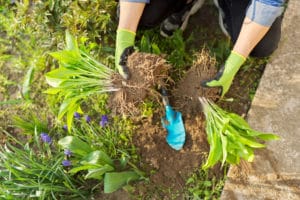 How to cut back Perennials