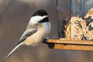 Chicadee at bird feeder