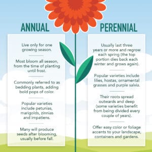 Here are the basic differences of annuals and perennials