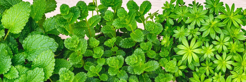 Cocktail Garden Herbs For Home