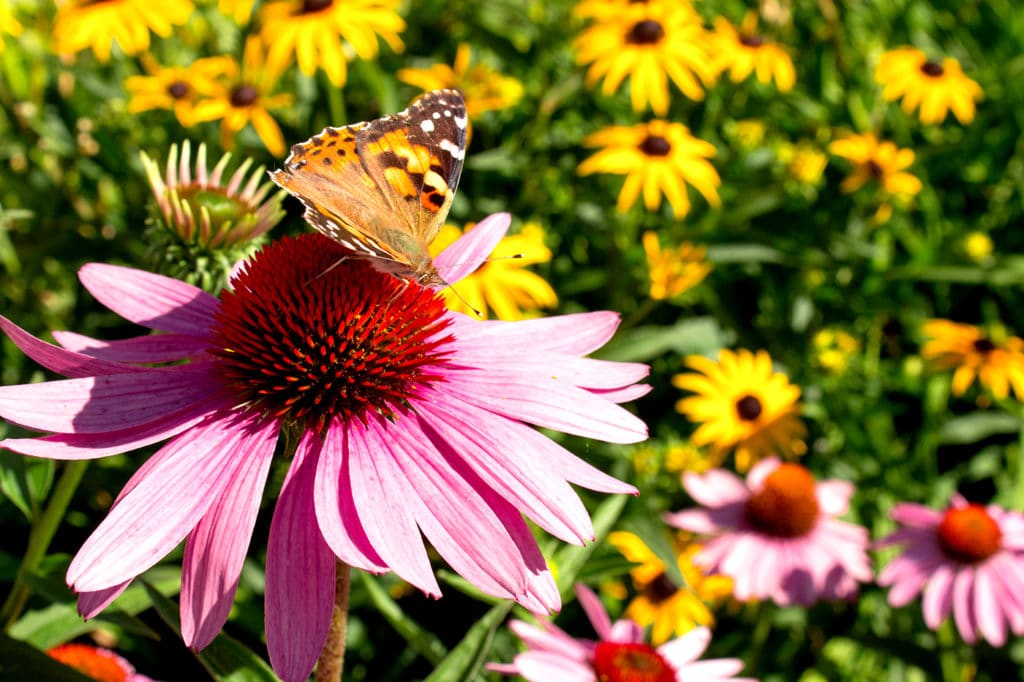 Growing Tips Wildflowers