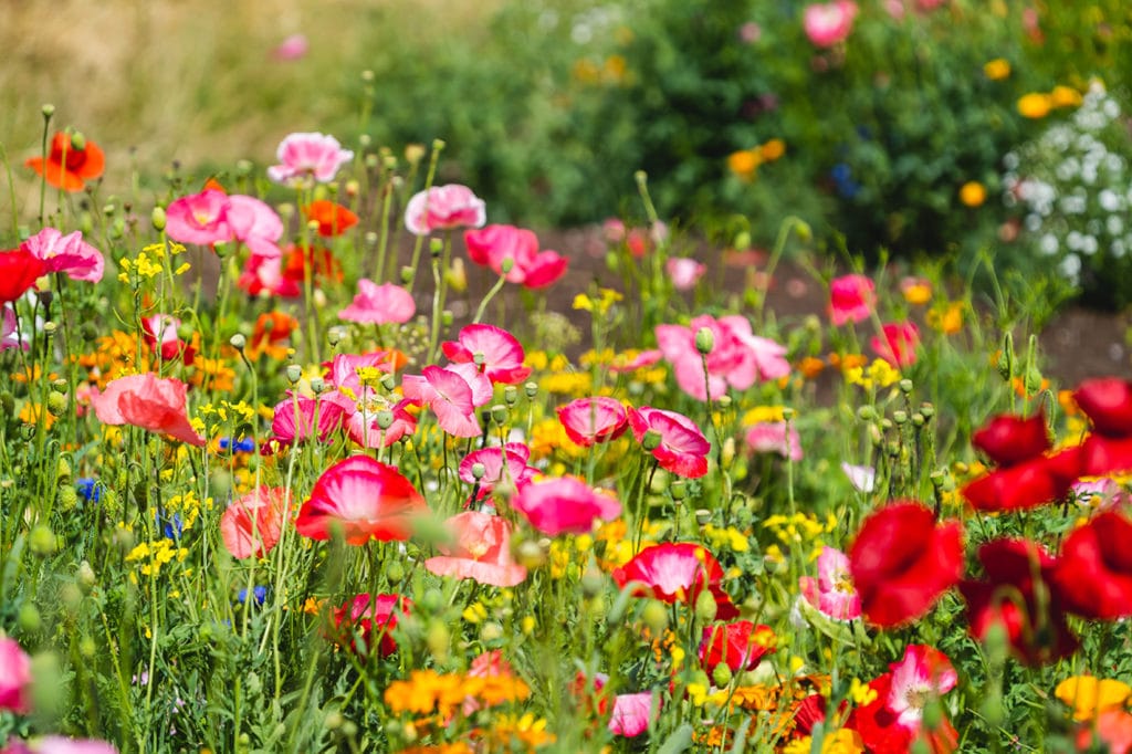 Wildflower Growing Tips for Success