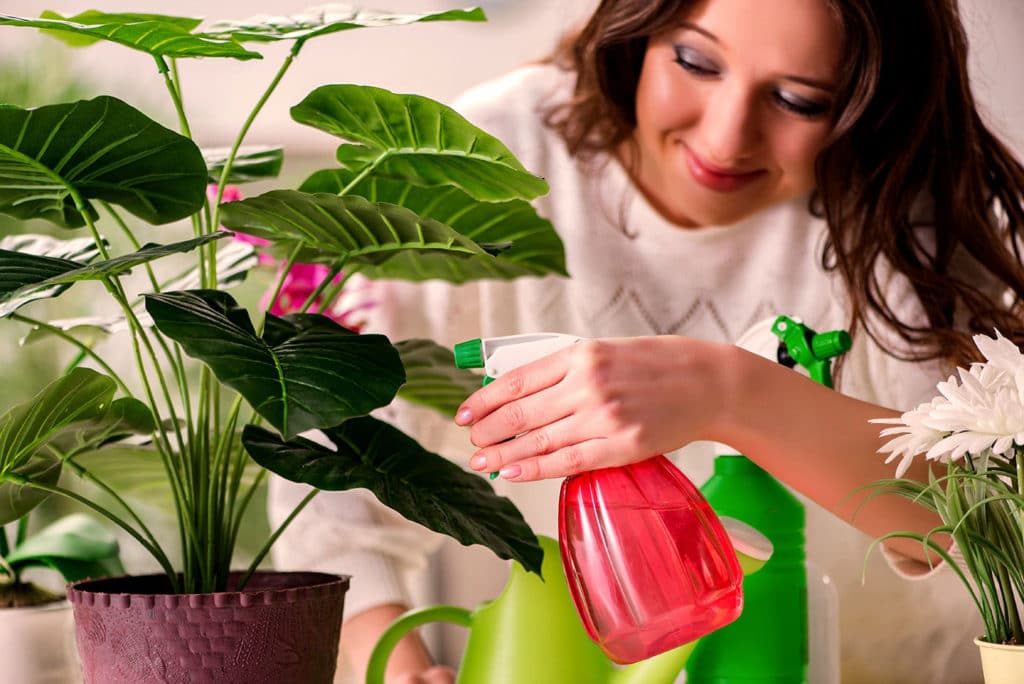 3 Easy Ways to Keep Your Plants Healthy