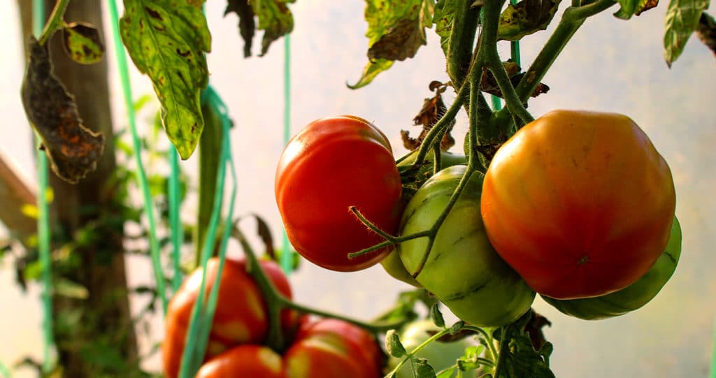 Popular tomato varieties enhance any garden experience