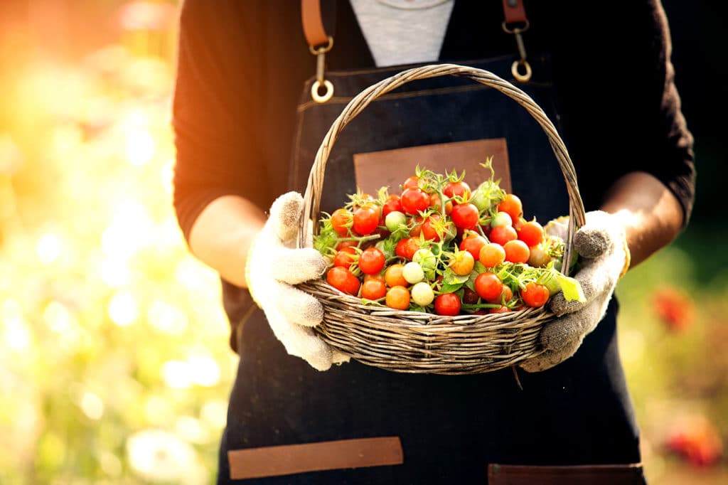 The tomato is the most popular home garden crop in recent history.