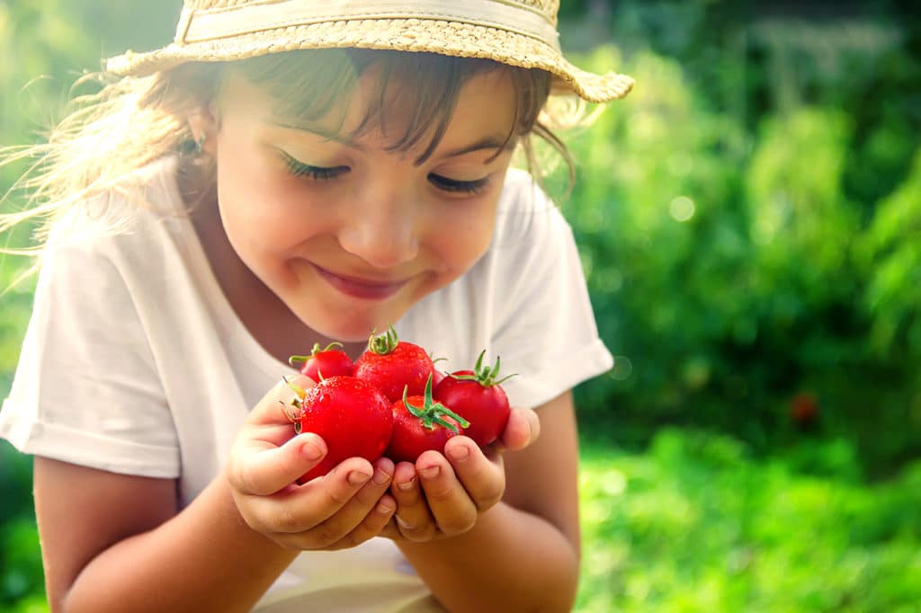 Popular Tomato Varieties in North America