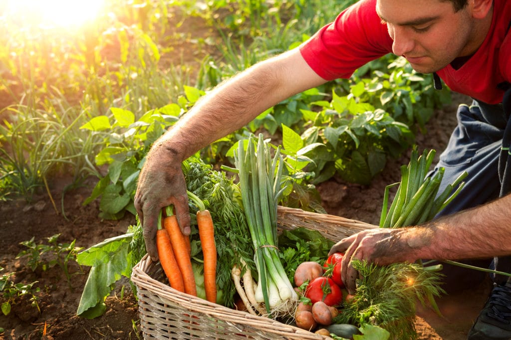 Spring Vegetable Garden Preparation Tips