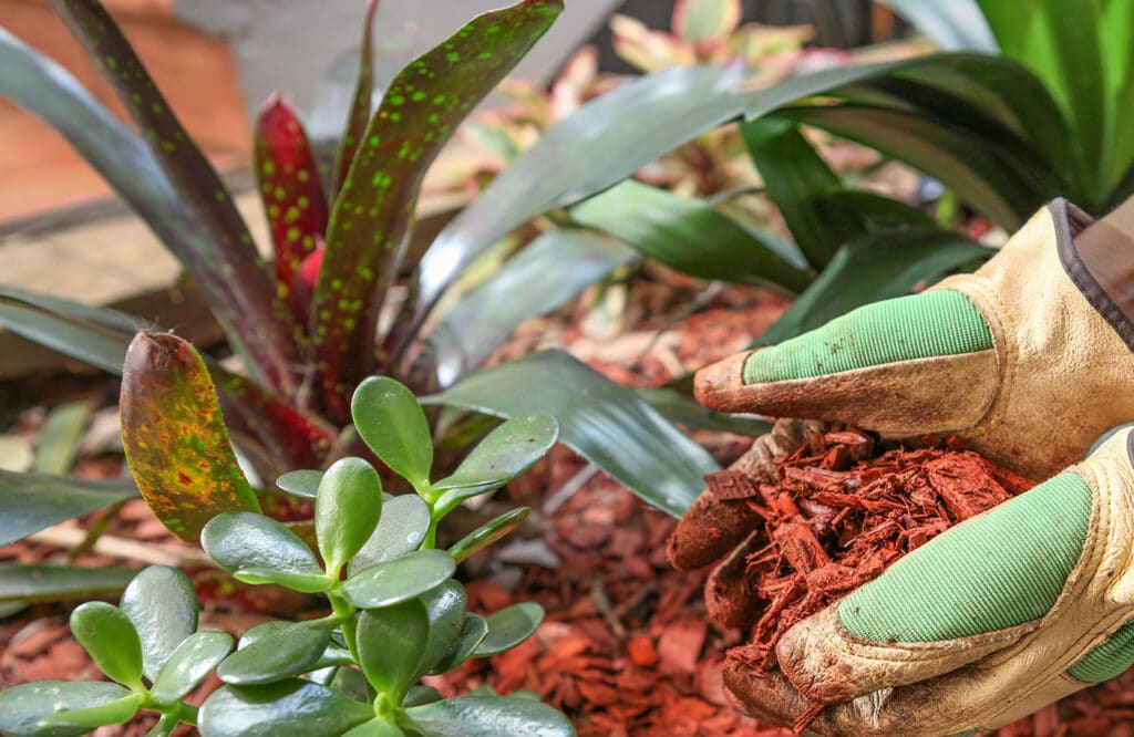 Mulching your flower beds as the temperatures fall is a good idea.